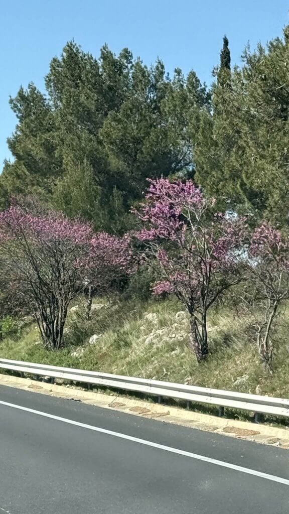 Blühende Judasbäume in pink-lila an der Autobahn – Farbinspiration zum Nähen