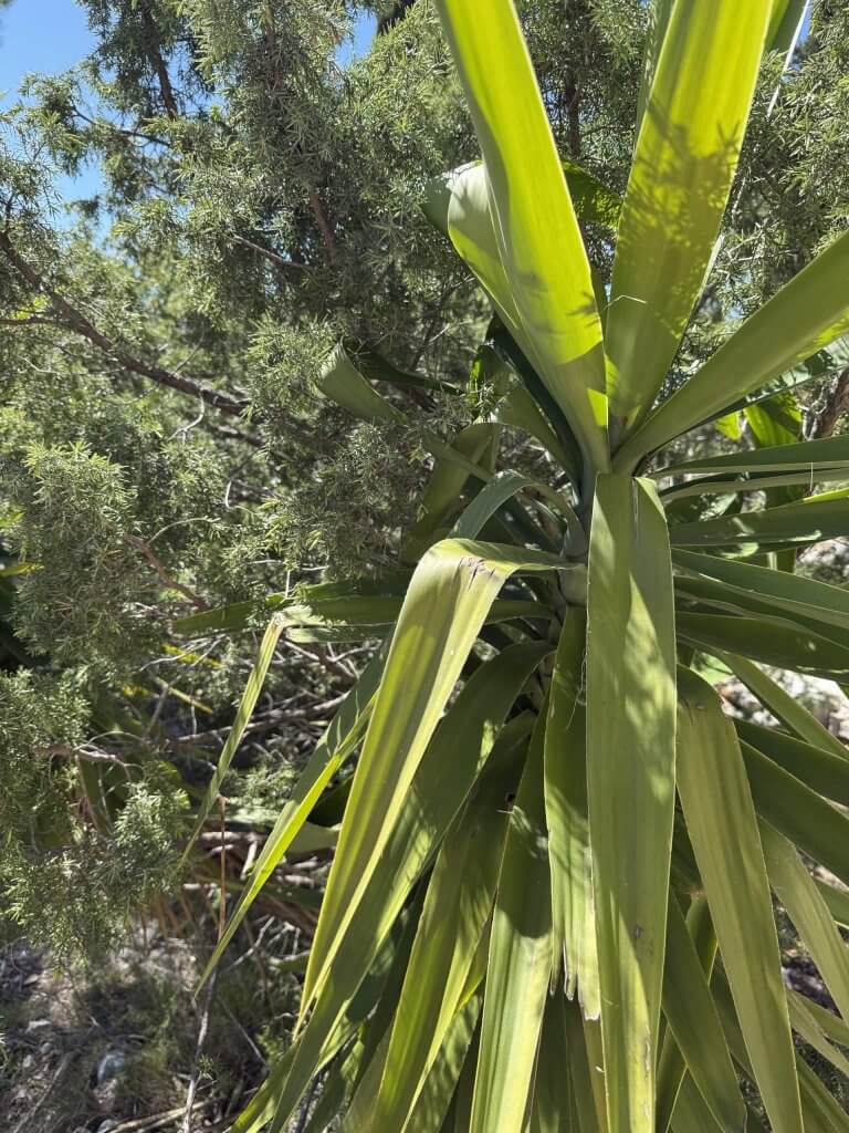 Yucca-Pflanze mit strahlenförmigen Blättern im Sonnenlicht – Natur als Inspirationsquelle zum Nähen