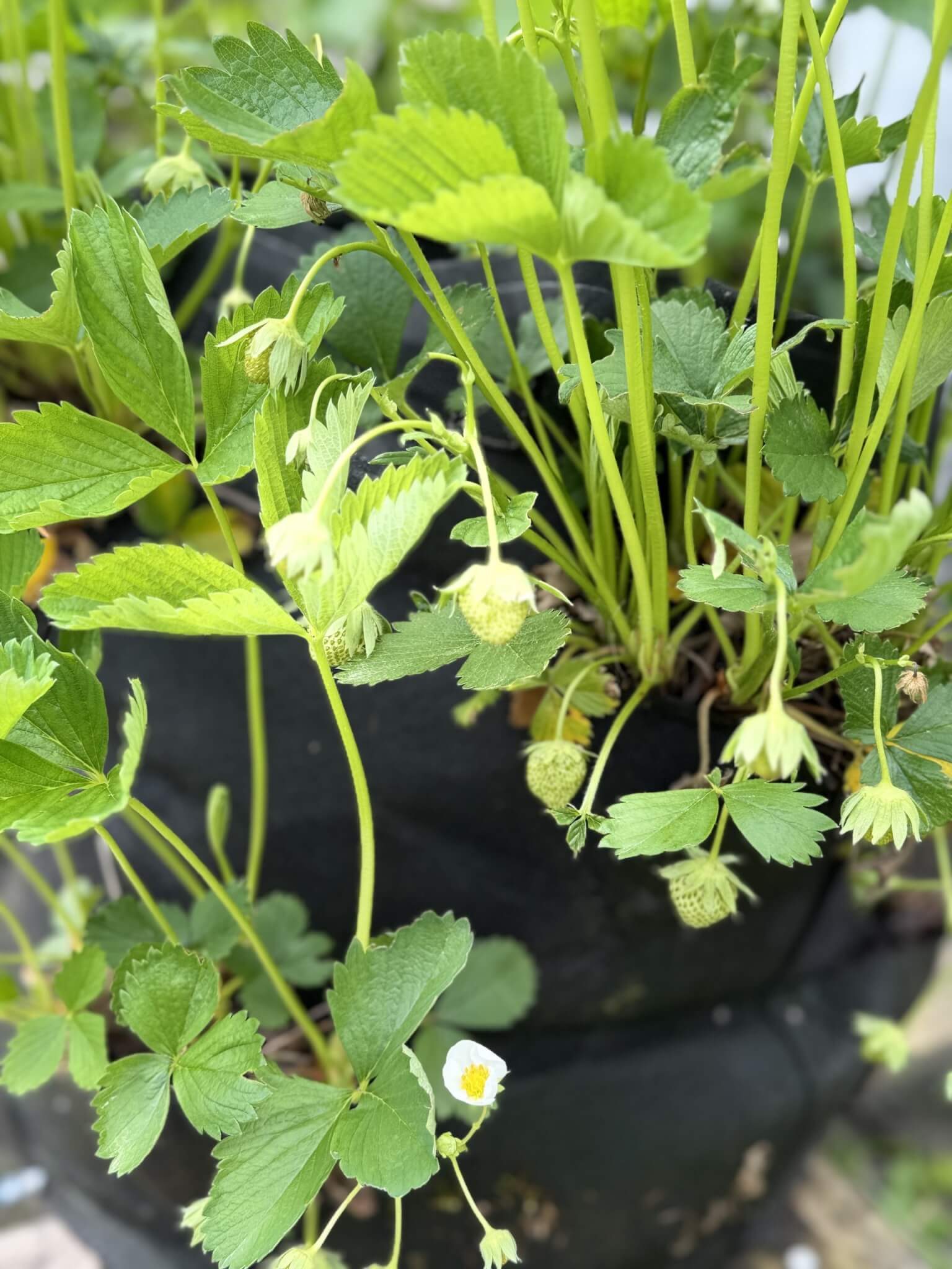 Erdbeeren im Garten